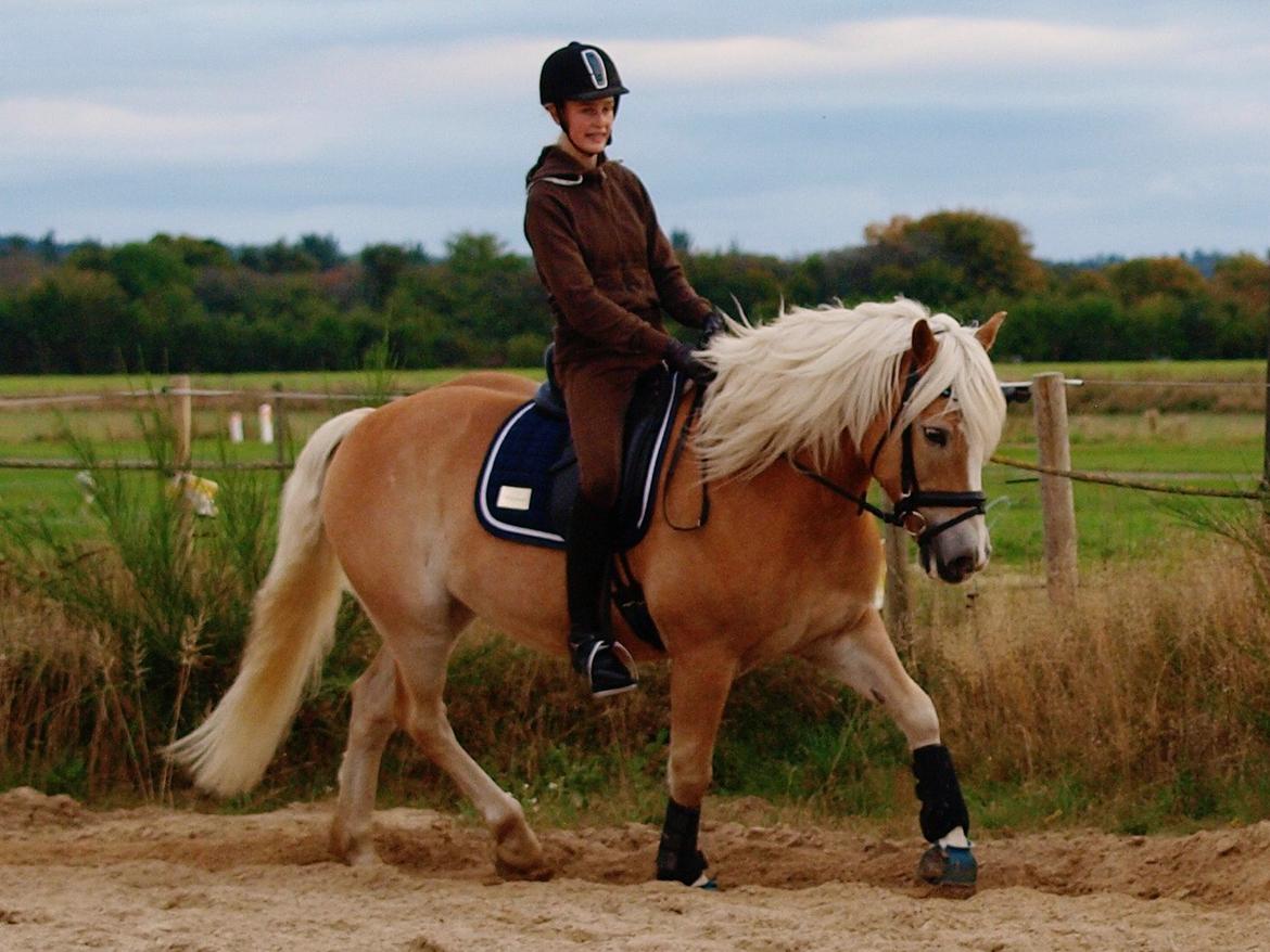 Haflinger Waldy billede 33