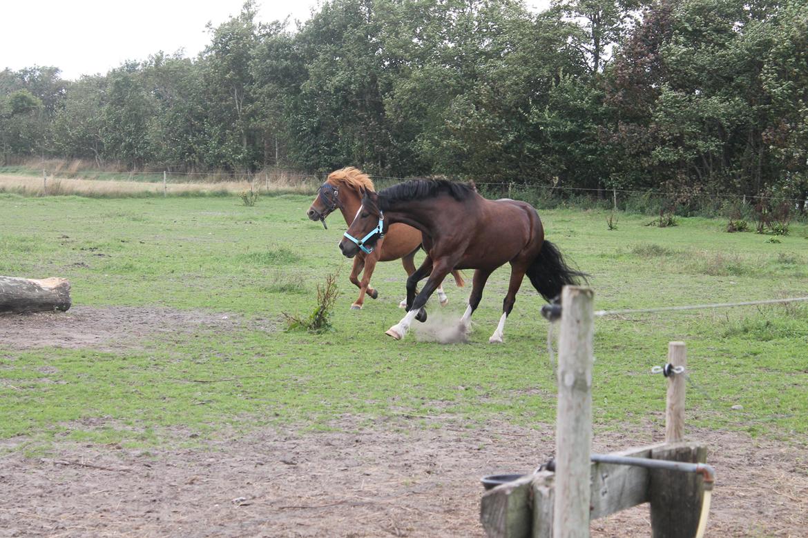 Welsh Pony af Cob-type (sec C) Chameur! - Farlig træstup! billede 16