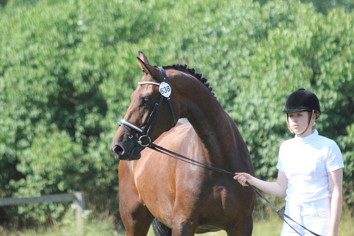 Dansk Varmblod Kielsgaardens Hot Beauty billede 1