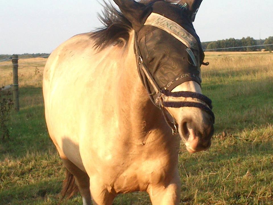 Anden særlig race Bækgårdens Duncan billede 13