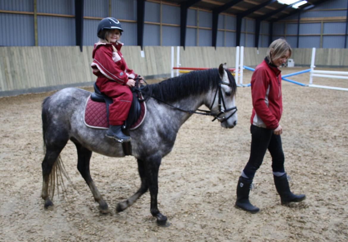 Welsh Pony (sec B) Romeo - SOLGT billede 27