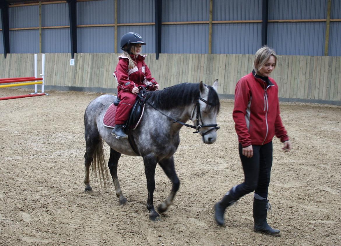 Welsh Pony (sec B) Romeo - SOLGT billede 28