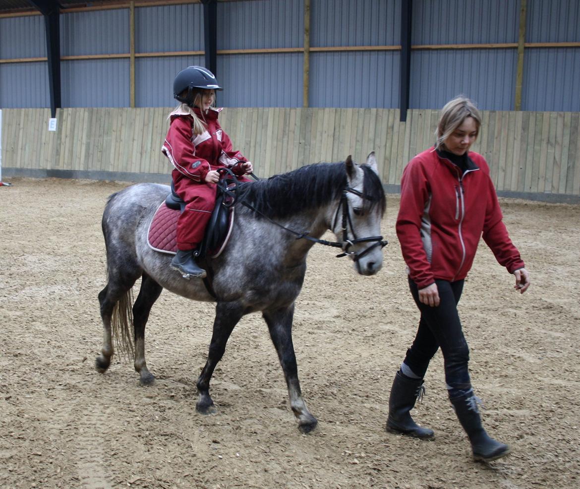 Welsh Pony (sec B) Romeo - SOLGT billede 30