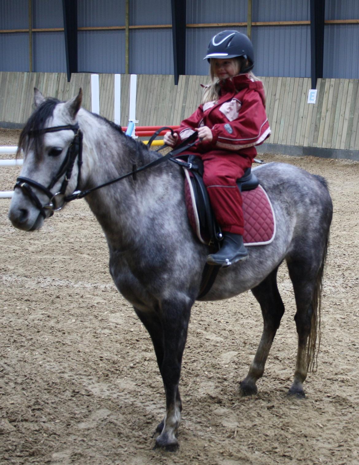 Welsh Pony (sec B) Romeo - SOLGT billede 31