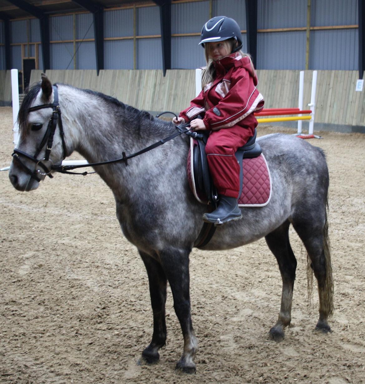 Welsh Pony (sec B) Romeo - SOLGT billede 32