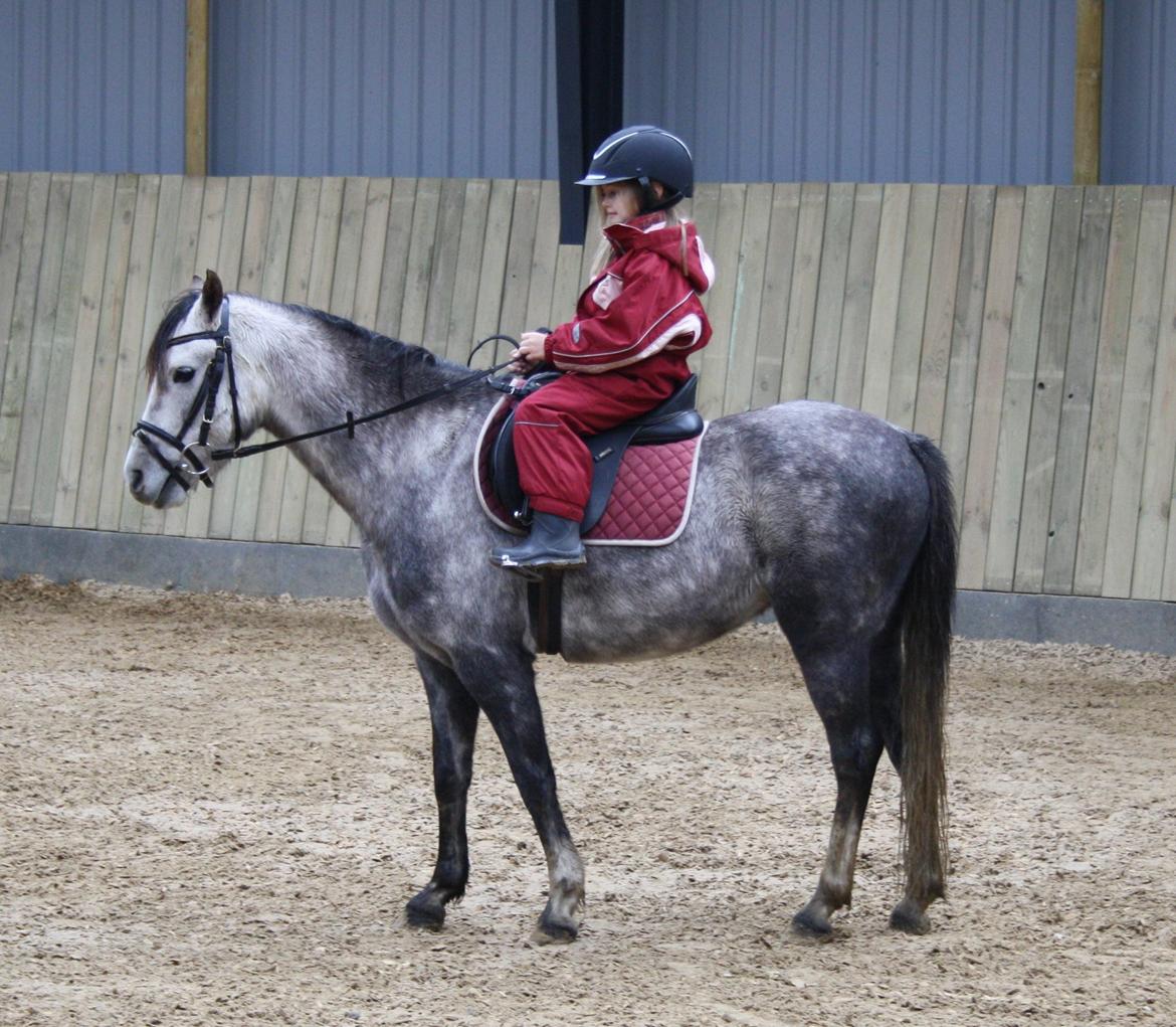 Welsh Pony (sec B) Romeo - SOLGT billede 33