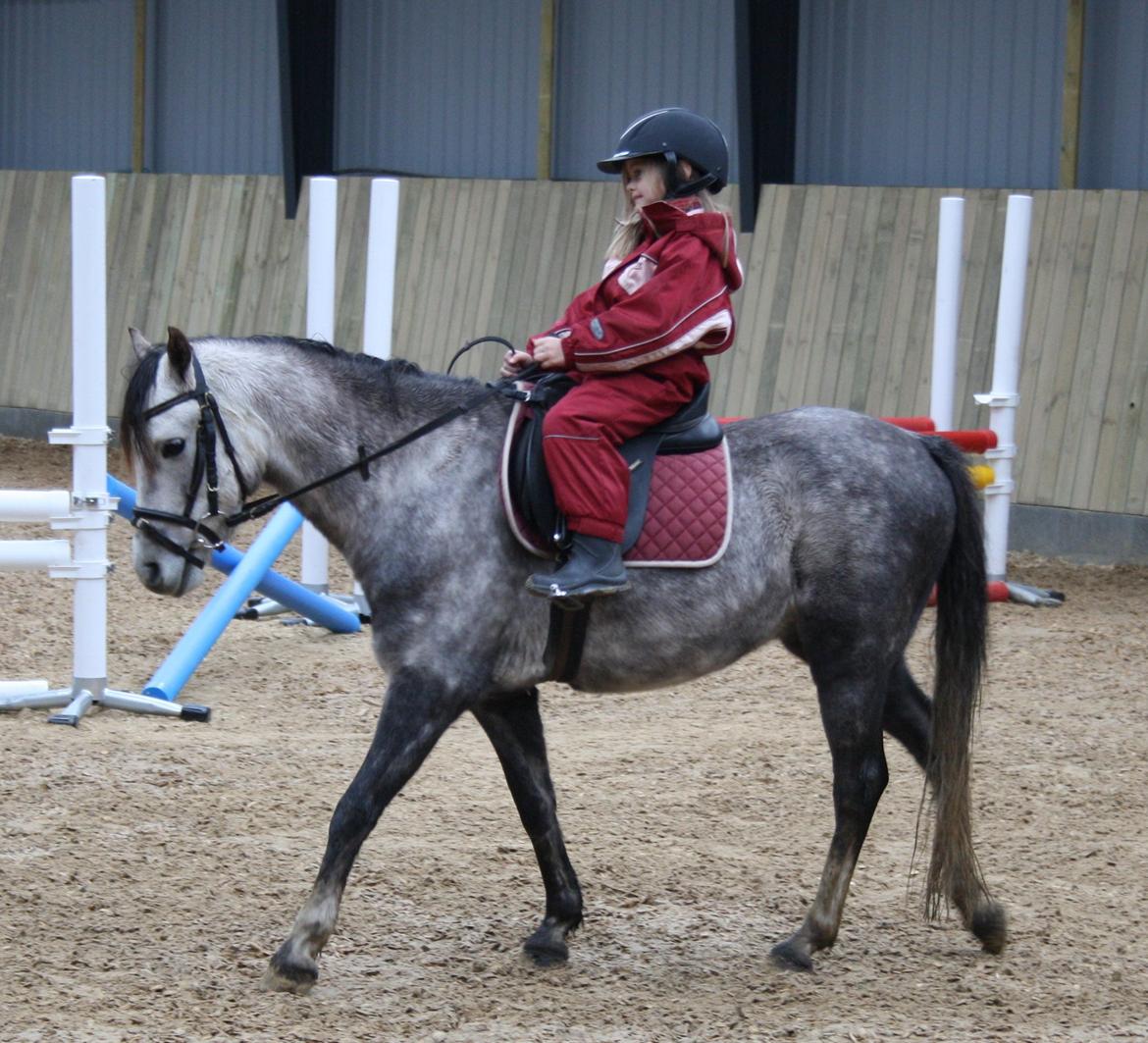 Welsh Pony (sec B) Romeo - SOLGT billede 34