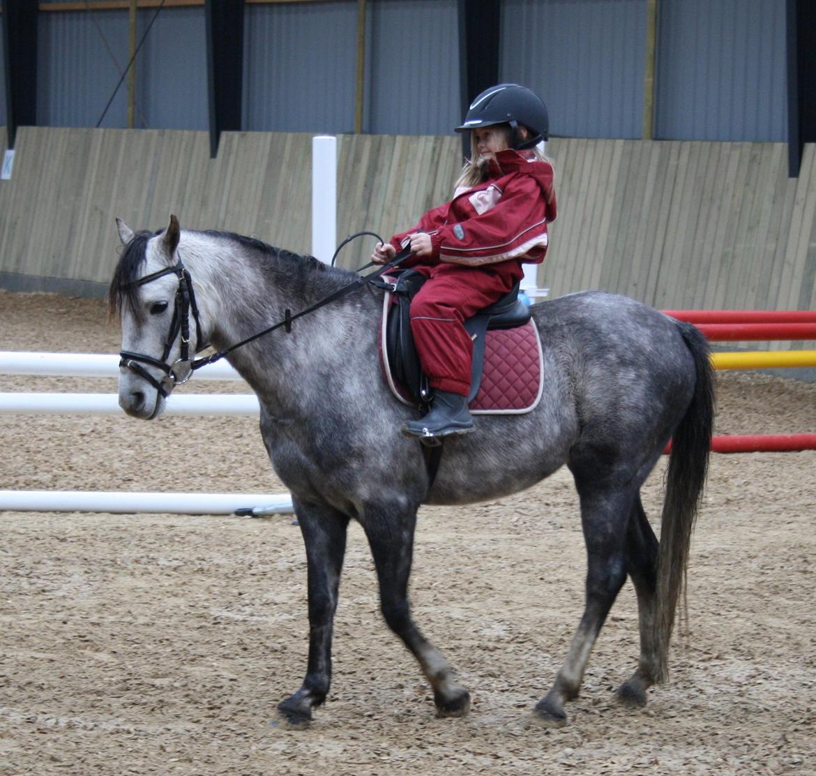 Welsh Pony (sec B) Romeo - SOLGT billede 35