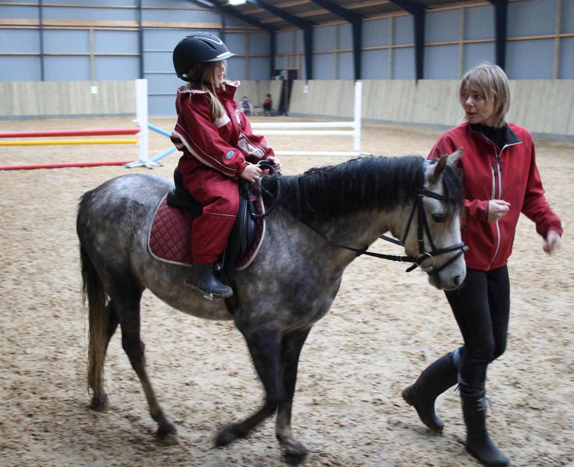 Welsh Pony (sec B) Romeo - SOLGT billede 36