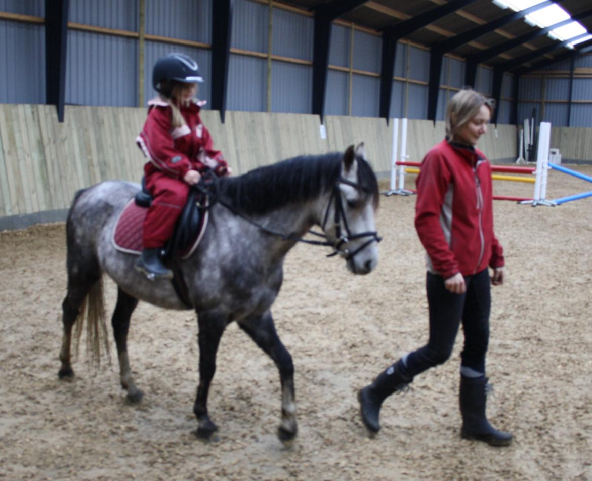 Welsh Pony (sec B) Romeo - SOLGT billede 37