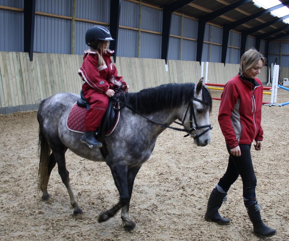 Welsh Pony (sec B) Romeo - SOLGT billede 38