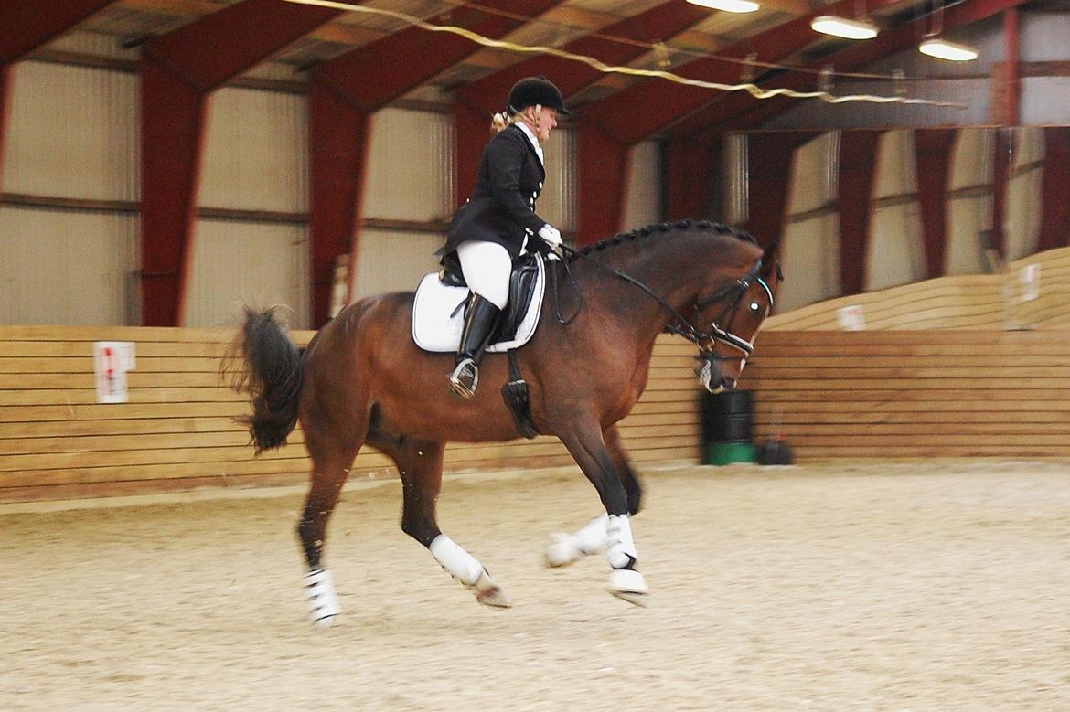 Dansk Varmblod Amour´s Don Cacier - totalt overskud og gir et ordentlig buk i programmet hehe:o) billede 21