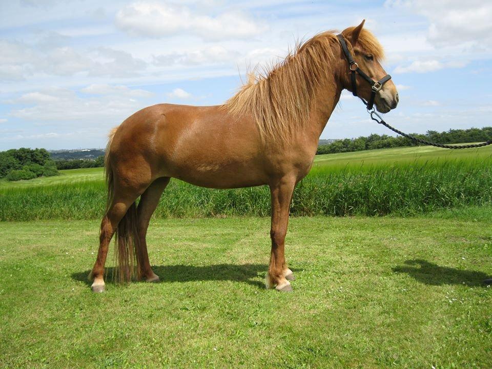 Islænder Hvöt fra Viderup - Juni 2013 - 4 år billede 6