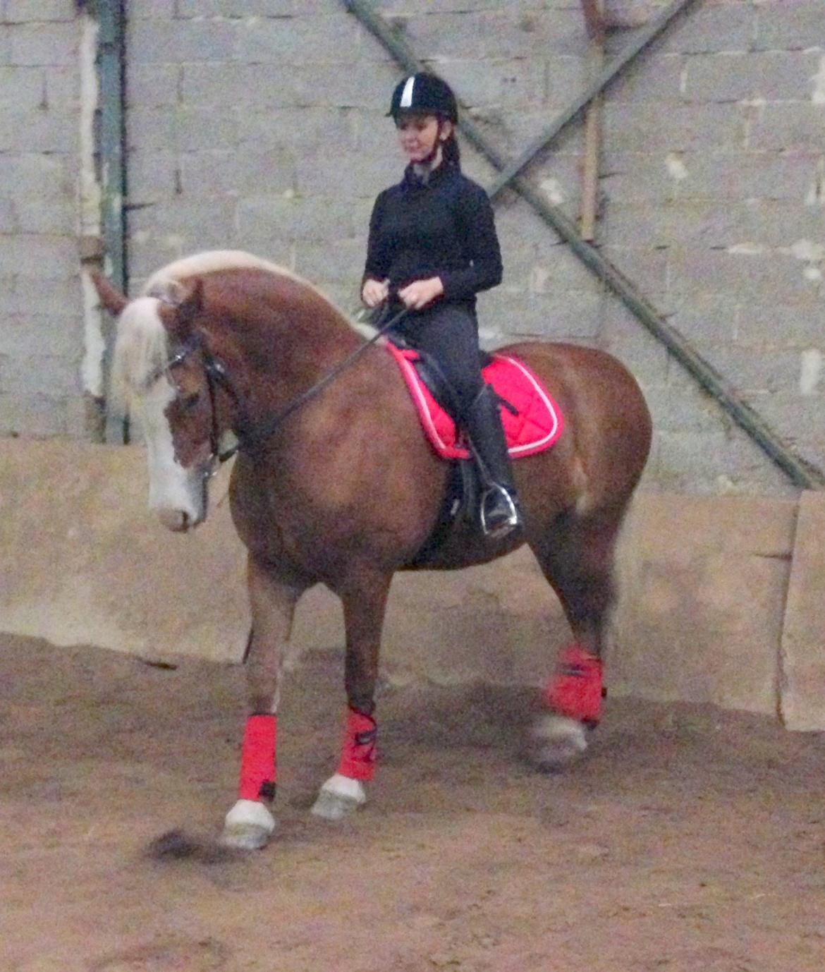 Welsh Cob (sec D) Roxette Royal - forsøg på bagpartsvending :-) billede 30