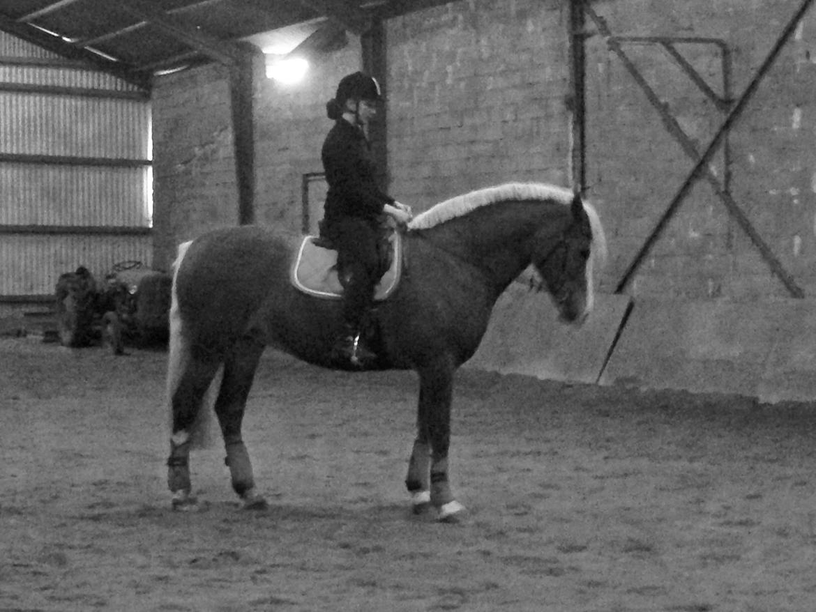 Welsh Cob (sec D) Roxette Royal billede 31