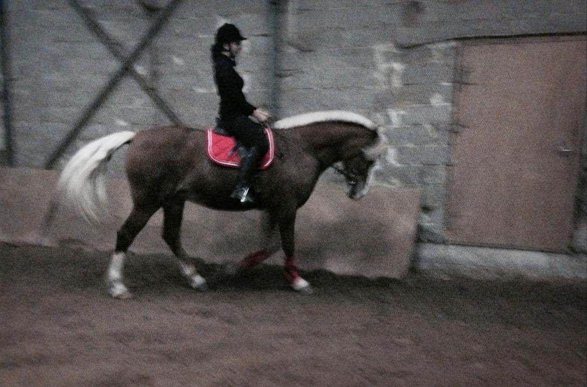 Welsh Cob (sec D) Roxette Royal billede 32