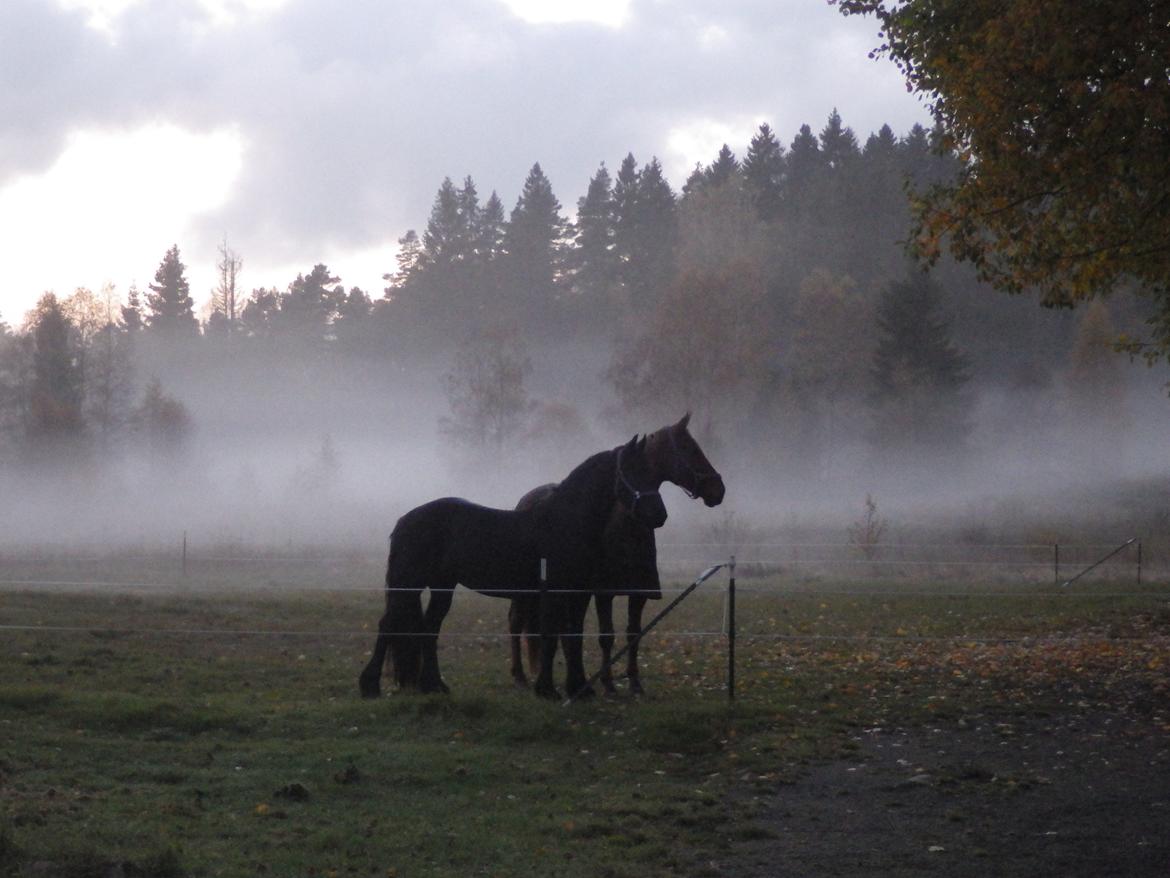 Hannoveraner Merika billede 1
