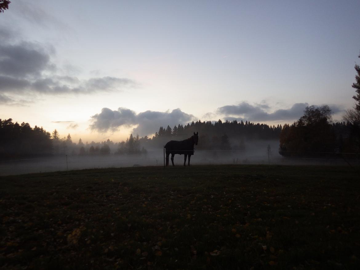 Hannoveraner Merika billede 2