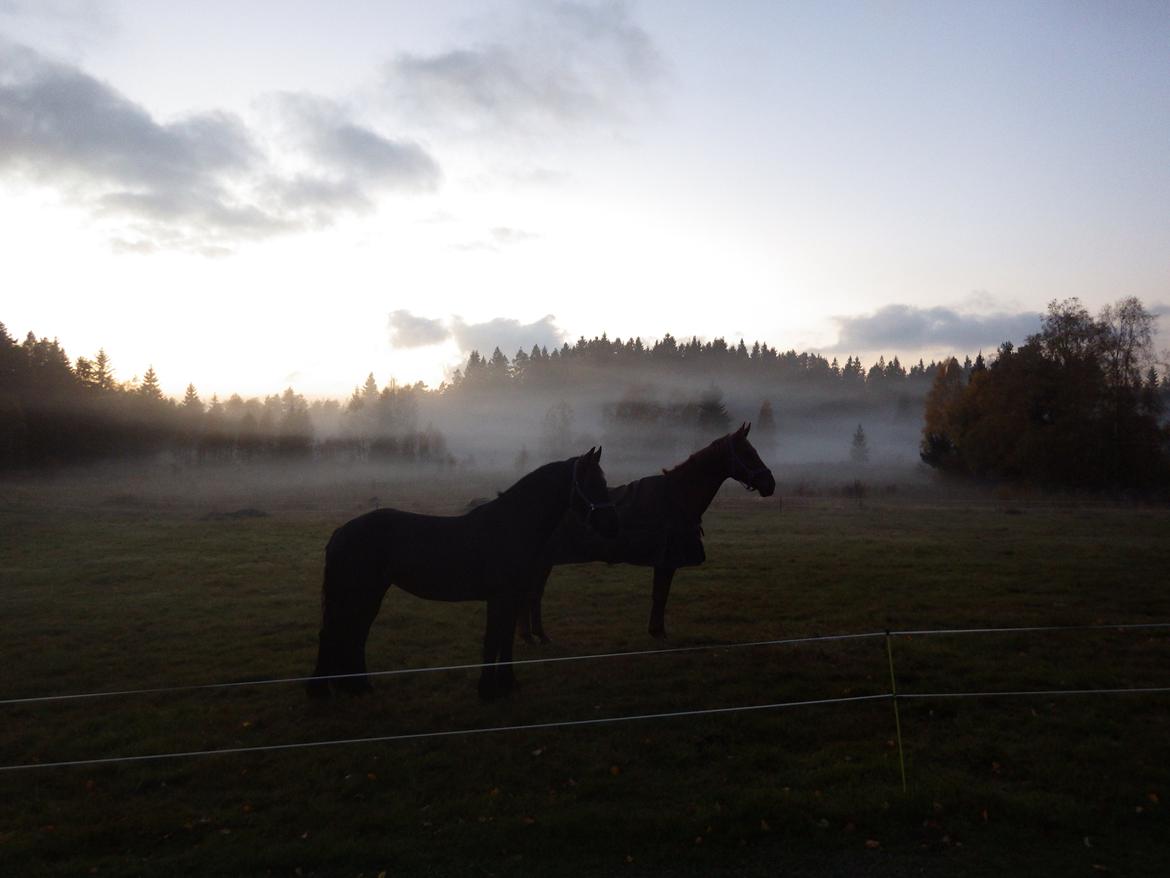 Hannoveraner Merika billede 3