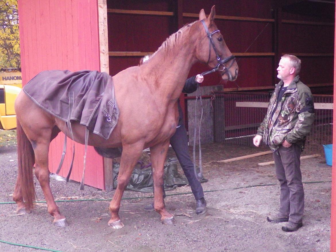 Hannoveraner Merika billede 4