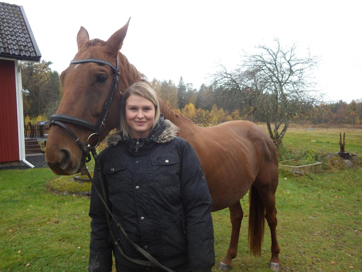 Hannoveraner Merika billede 5