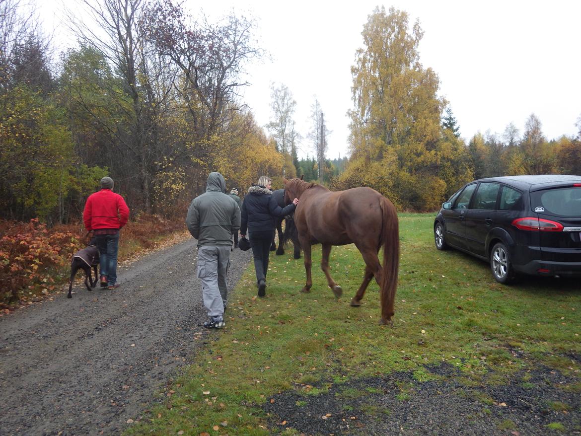 Hannoveraner Merika billede 6