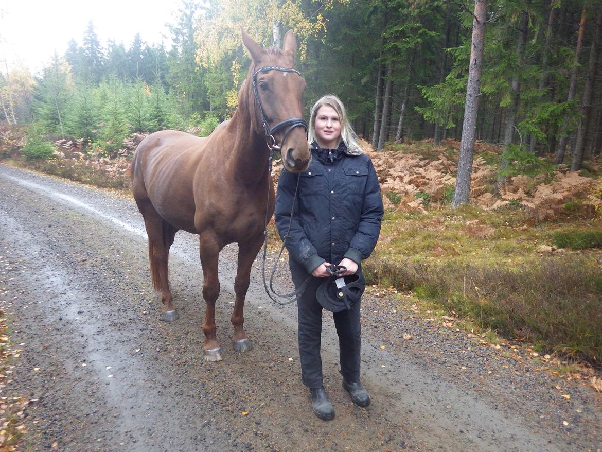 Hannoveraner Merika billede 7