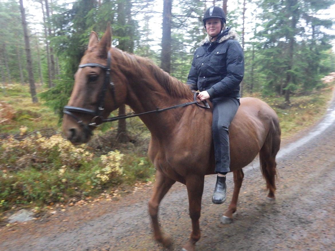 Hannoveraner Merika billede 8