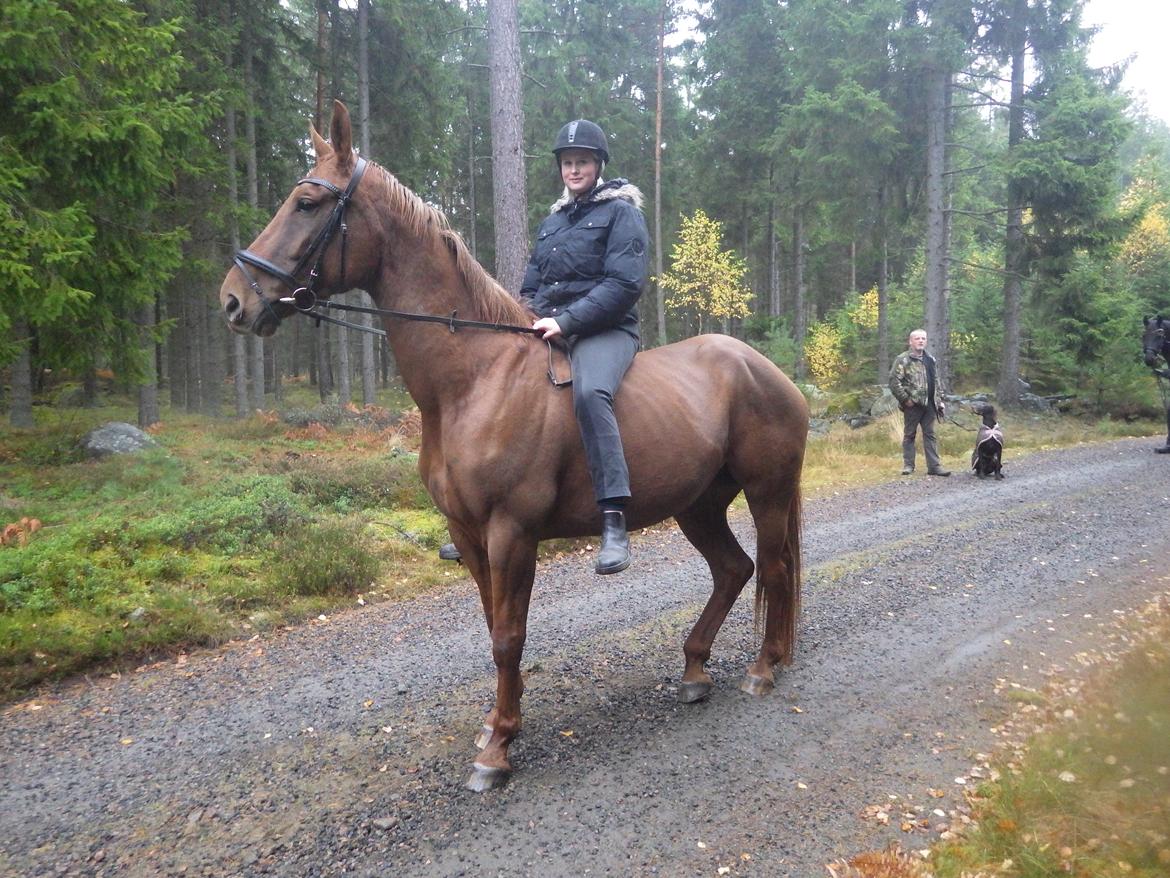 Hannoveraner Merika billede 9