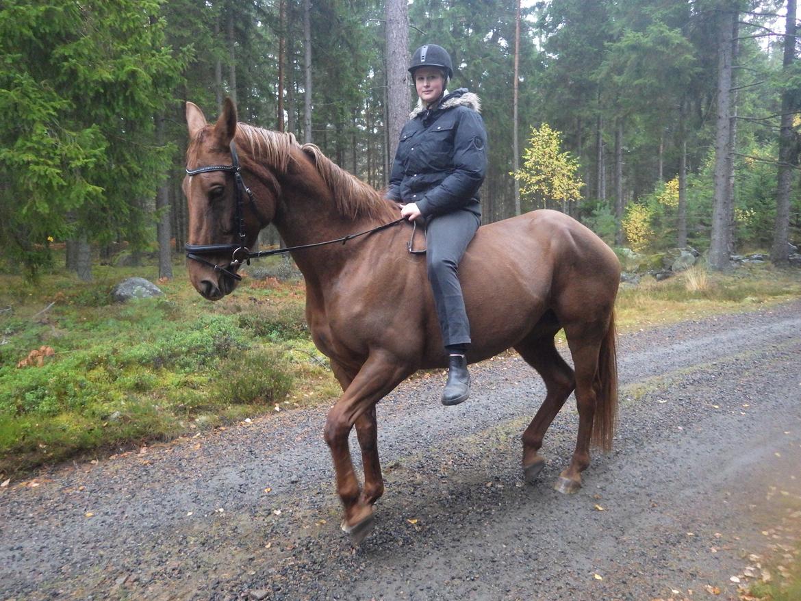 Hannoveraner Merika billede 10