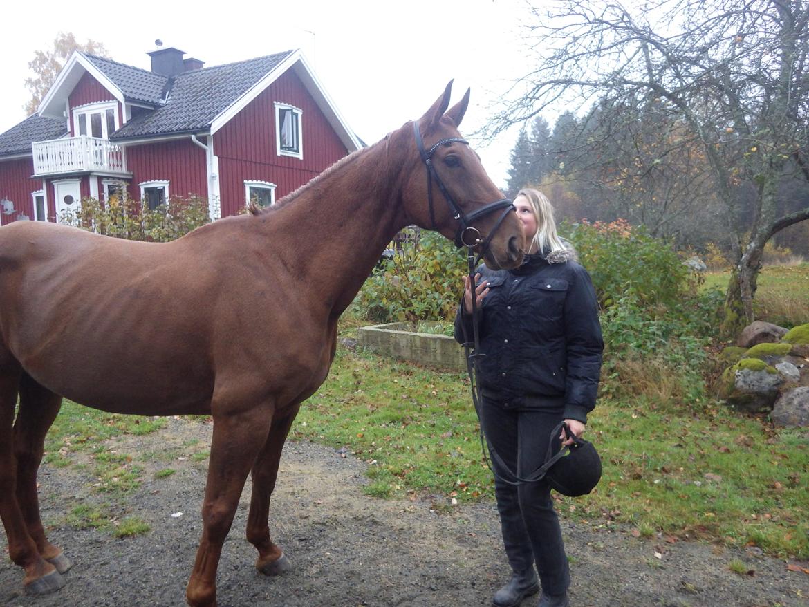 Hannoveraner Merika billede 11