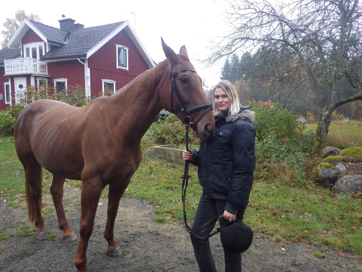 Hannoveraner Merika billede 12