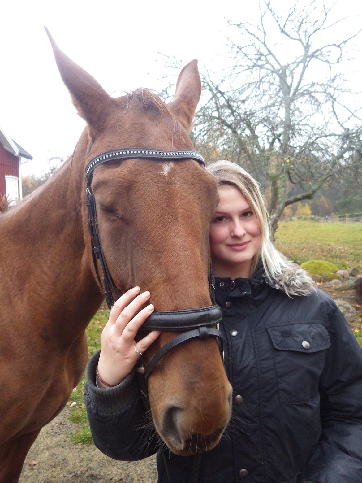 Hannoveraner Merika billede 13