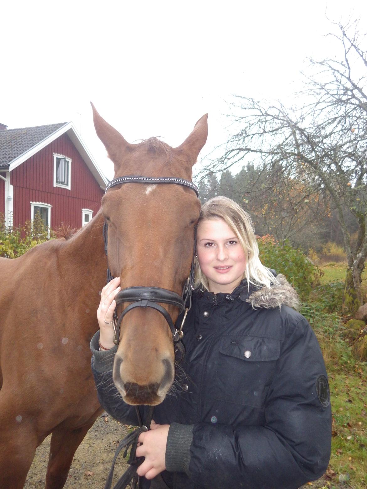 Hannoveraner Merika billede 14