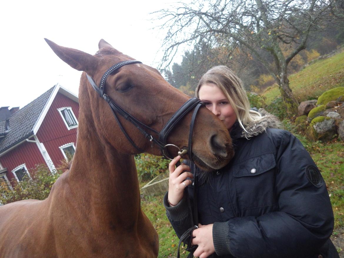 Hannoveraner Merika billede 15