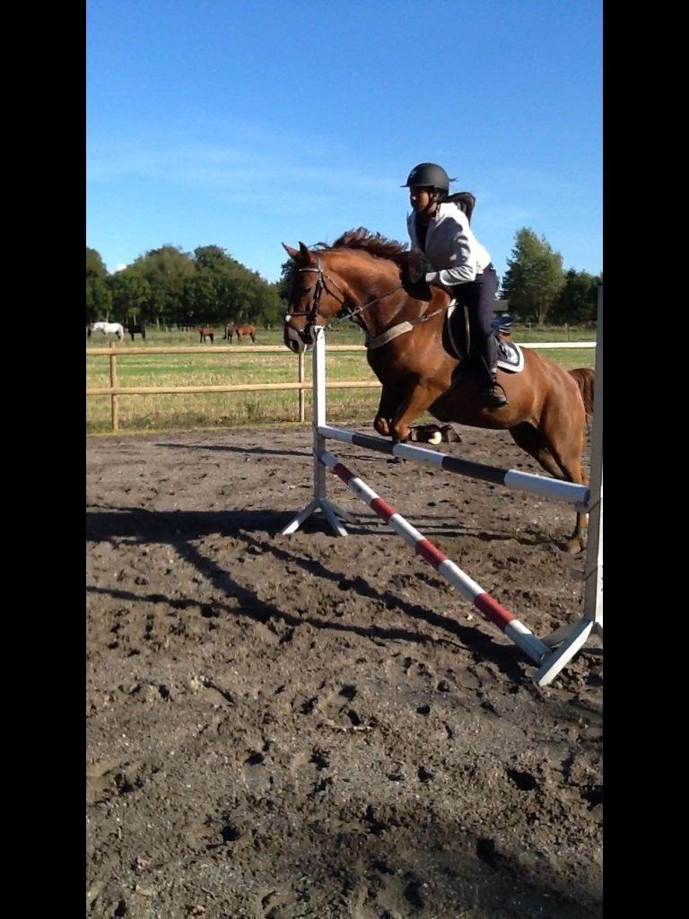 Anden særlig race Milla billede 8