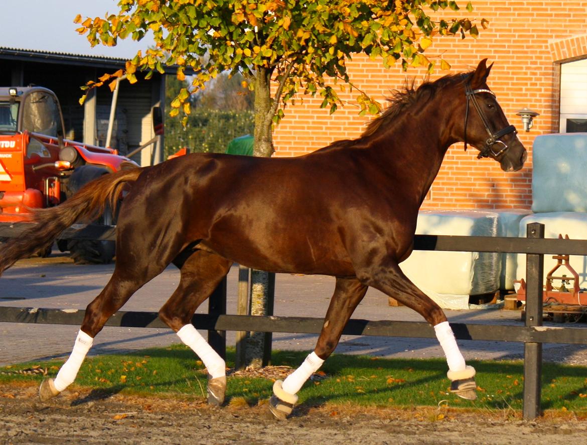 Dansk Varmblod Toftegaards Catwalk billede 25