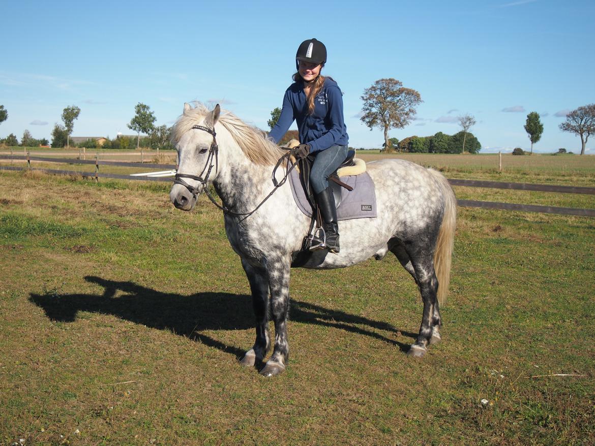 Connemara Lindholms Silver Boy [Tidl. Hest] - Den dag vi prøvede ham 2 gang<3 billede 6