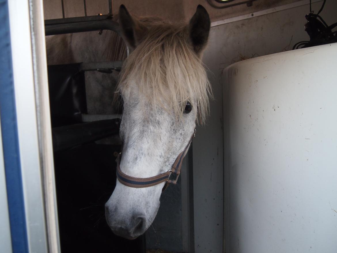 Connemara Lindholms Silver Boy [Tidl. Hest] - Da han endelig skulle hjem til os <3 billede 18