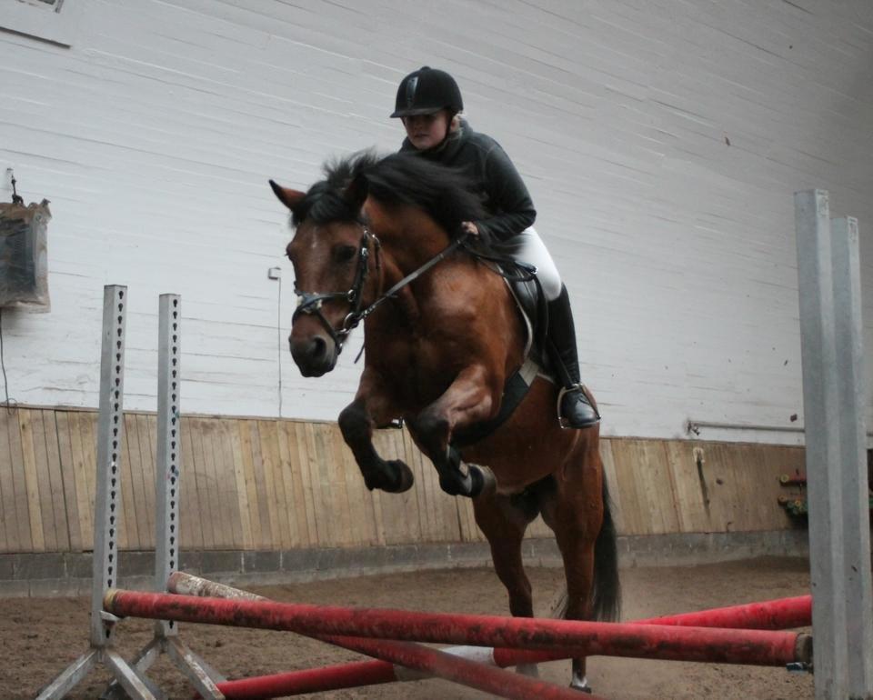 New Forest Annerups Delicious  {min baby} - til vores første stævne på mak
jeg fik en sløjfe for at komme fejlfri i gennem banen billede 1