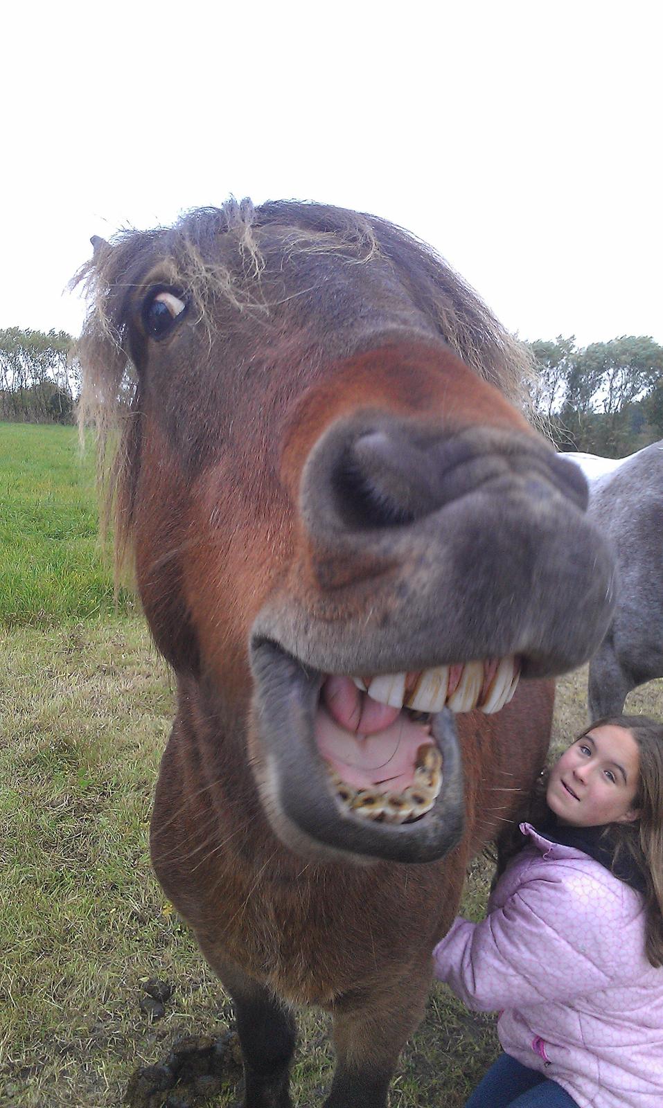 Islænder Tjalfe(ikk Min)R. I. P - Heej! billede 1