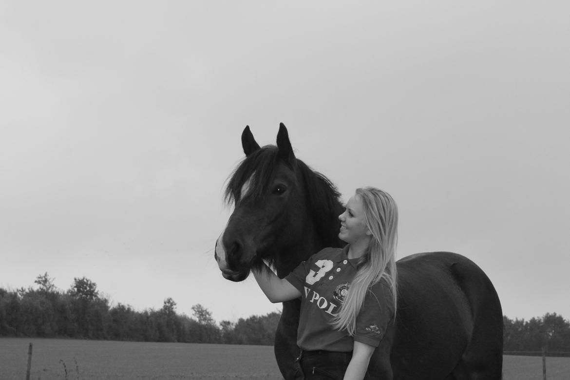 Welsh Pony af Cob-type (sec C) Chameur! billede 18