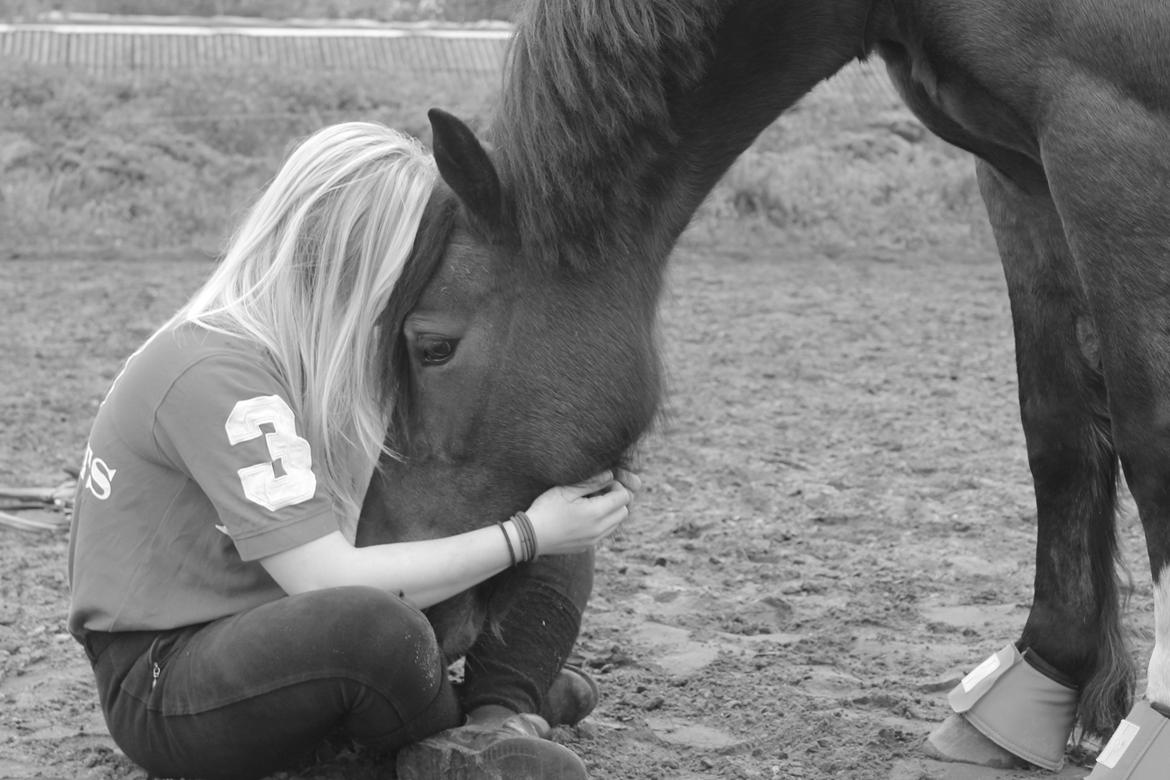 Welsh Pony af Cob-type (sec C) Chameur! billede 10