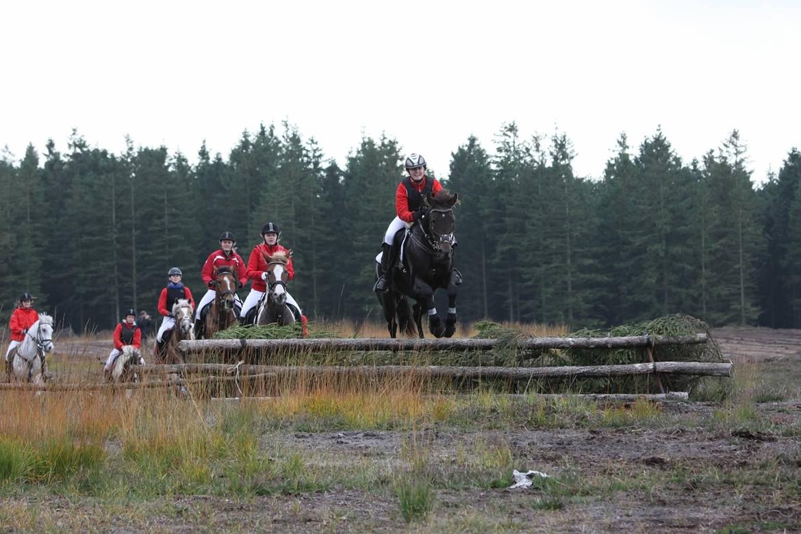 Traver Juvel Møllegaard [HIMMELHEST] - hurbertusjagt D.13/10-13<3 3 plads<3 billede 30