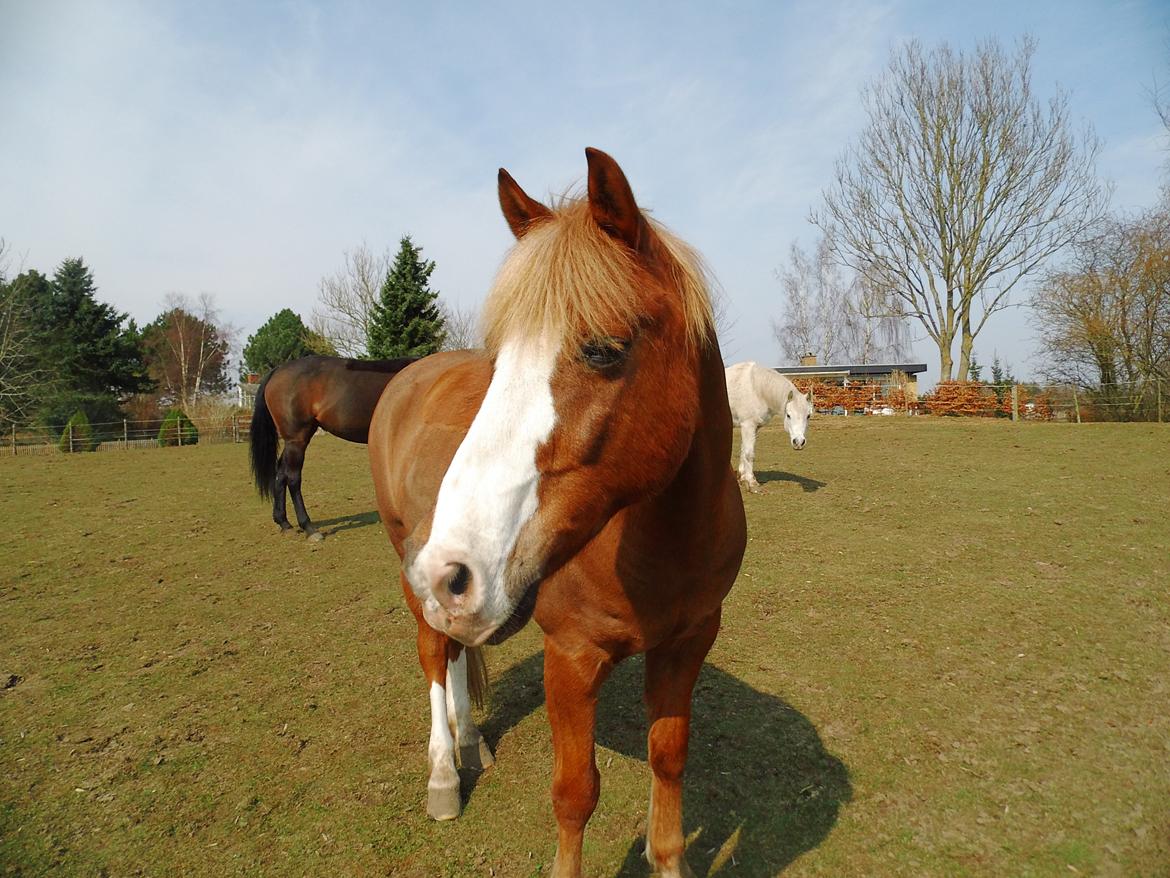 Anden særlig race Sjors - Smukke Sjors på folden :) billede 3