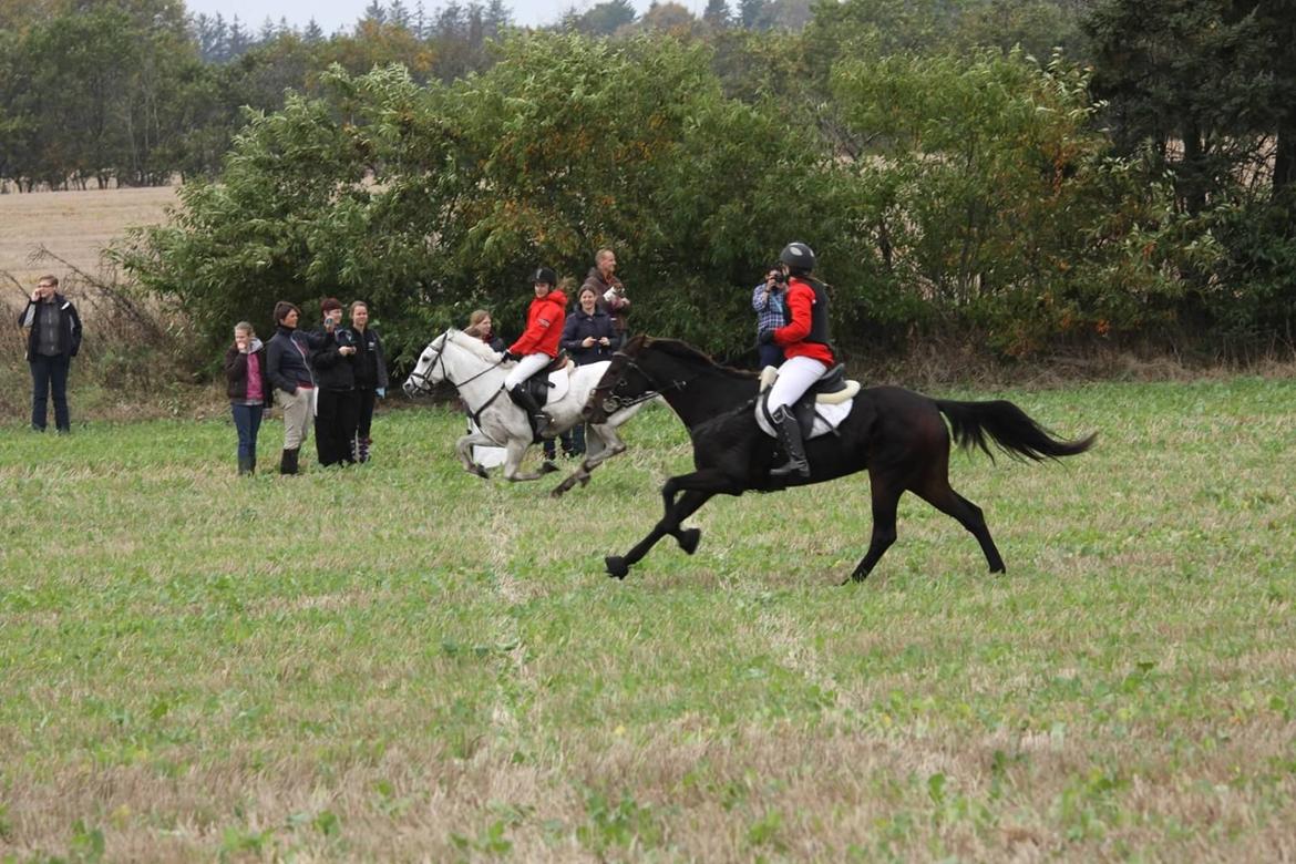 Traver Juvel Møllegaard [HIMMELHEST] - første hurbertusjagt! 3 plads tæt på anden! som i kan se<3<3<3
 billede 33