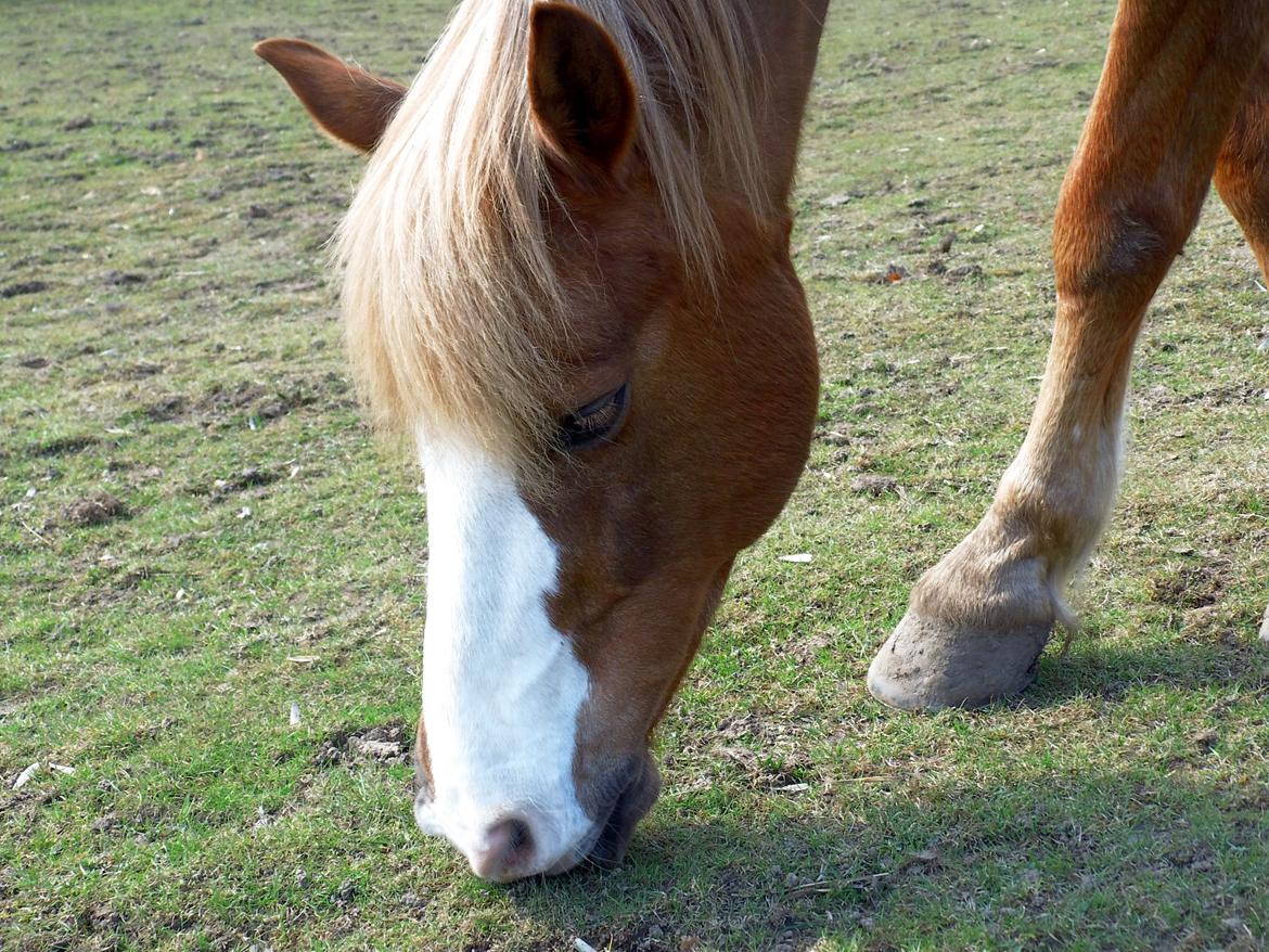 Anden særlig race Sjors - Kønne dreng :) billede 4