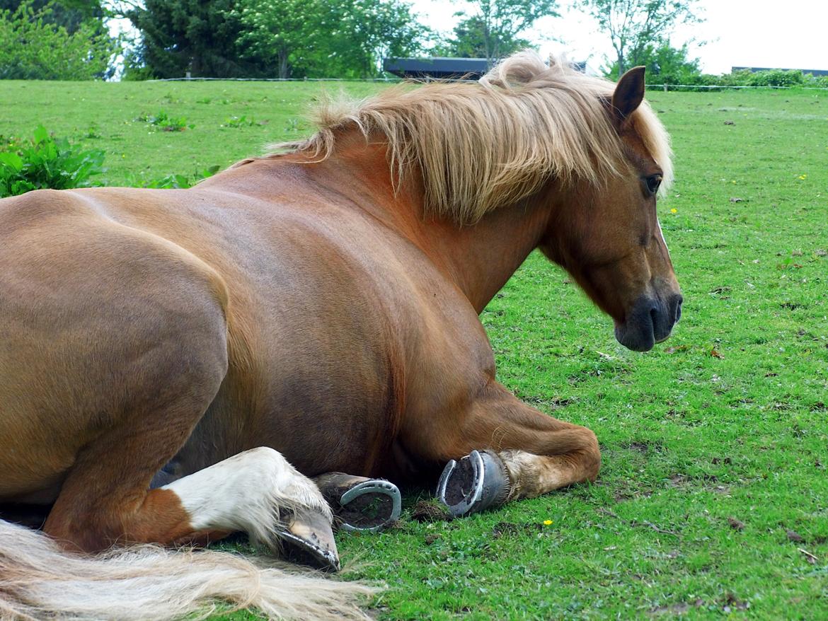 Anden særlig race Sjors - Sjors der ligger og hygger sig på folden :) billede 6