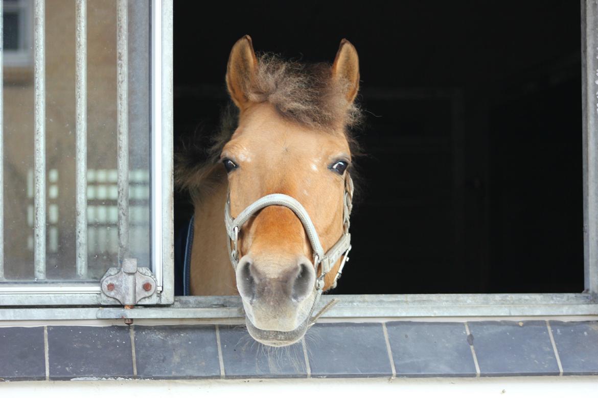 Anden særlig race Giggi billede 15