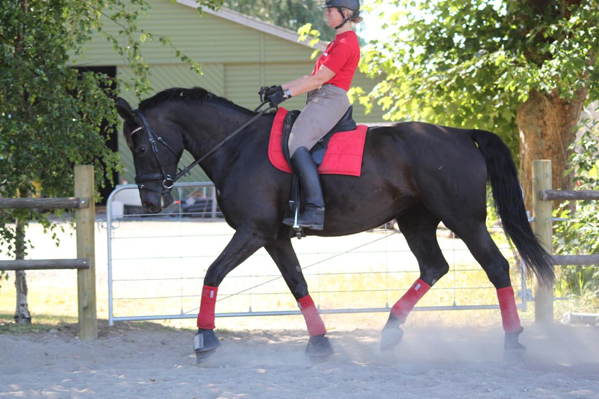 Oldenborg Bella af Hesselbjerggård billede 22